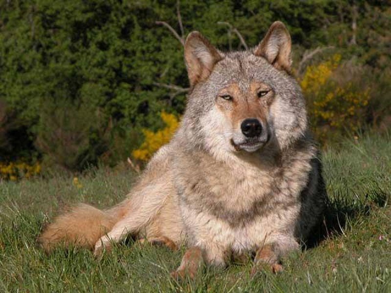 Gray Wolf in Grass — Green, Calm, Afternoon, Photograph, Trees