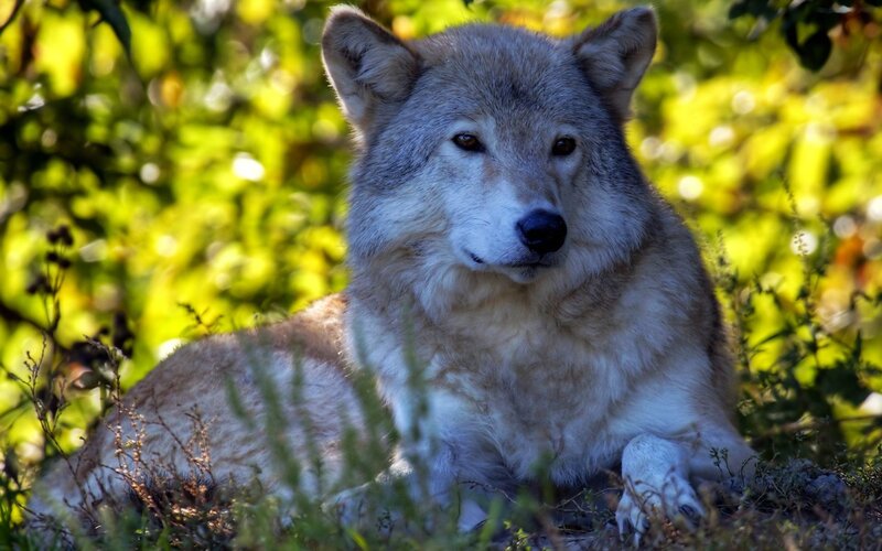 Gray Wolf in Grass — Green, Calm, Afternoon
