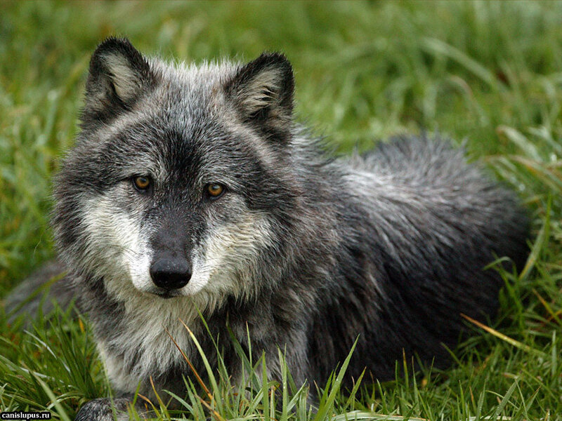 Gray Wolf in Grass — Green, Calm