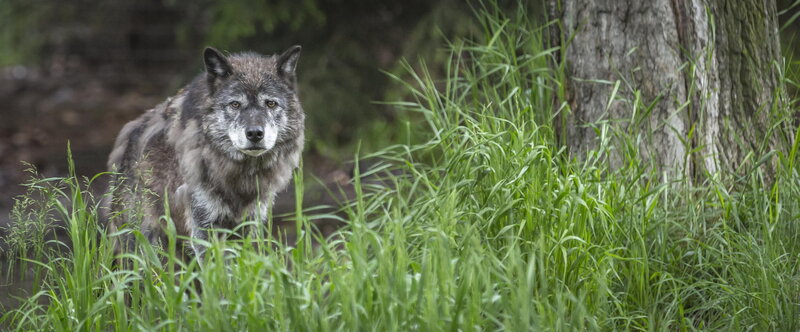 Gray Wolf in Grass — Green, Natural, Afternoon, Photograph