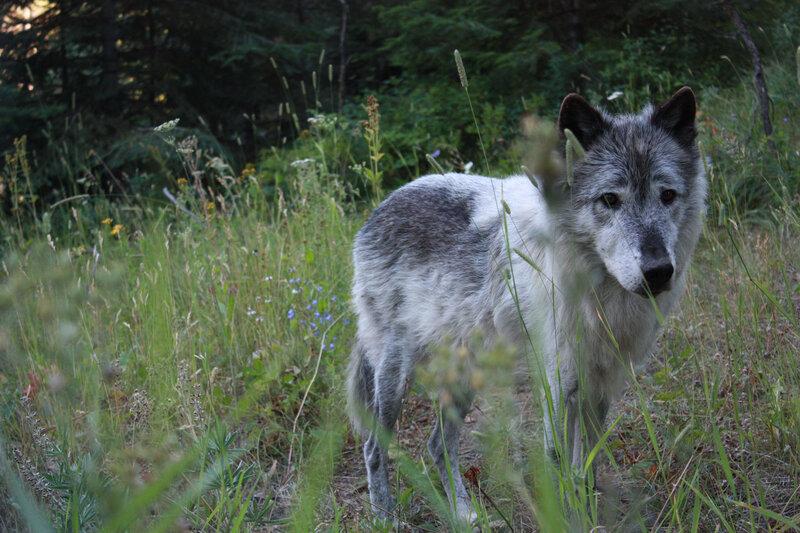 Gray Wolf in Grass — Green, Natural, Afternoon