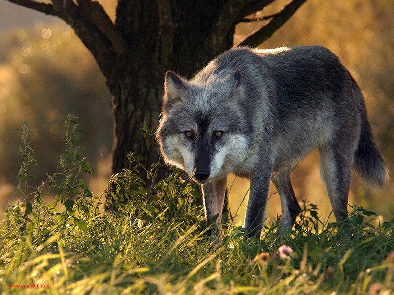 Gray Wolf in Grass — Green, Natural