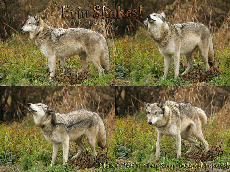 Gray Wolf in Grass — Natural