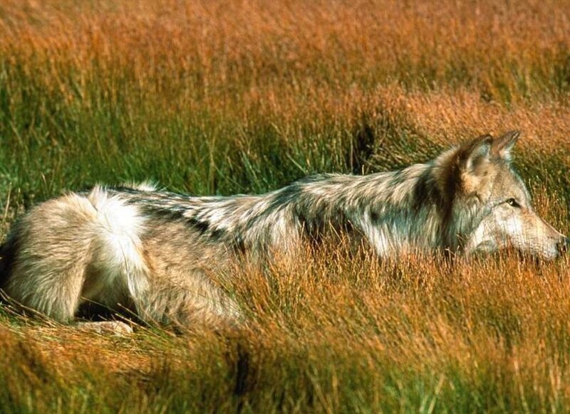 Gray Wolf in Grass