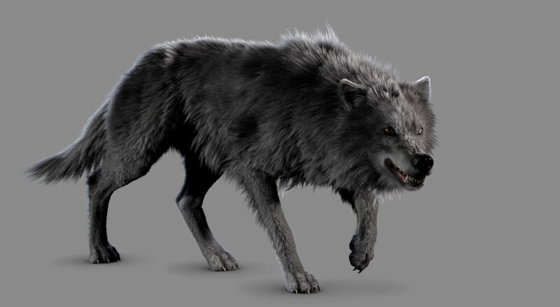 Gray Wolf in Motion