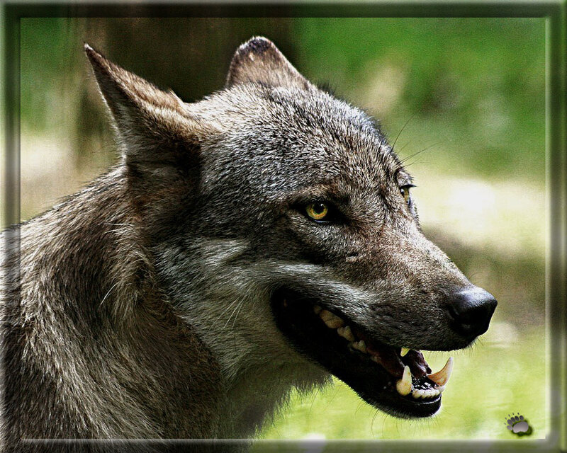 Gray Wolf in Profile — Alert, Afternoon