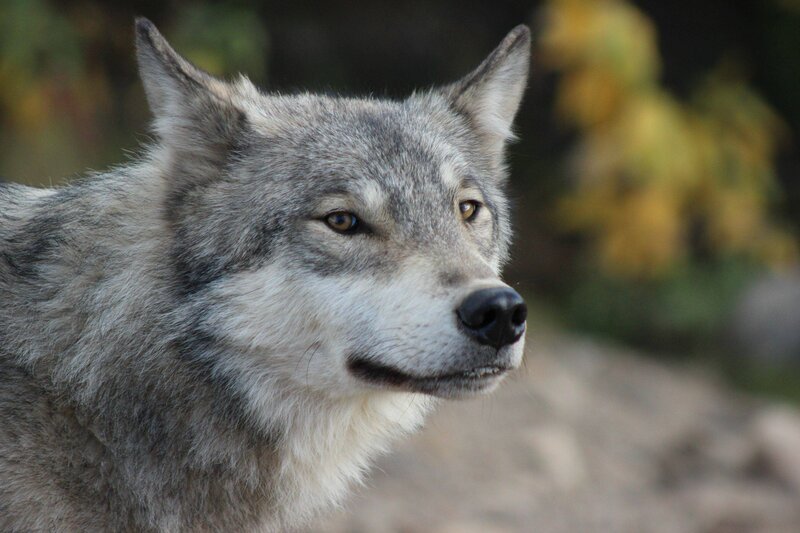 Gray Wolf in Profile — Alert, Autumn