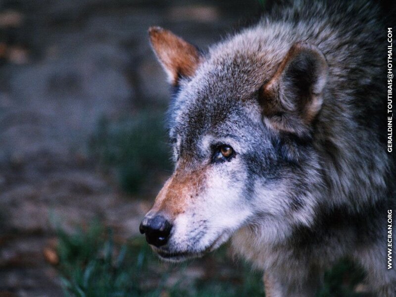 Gray Wolf in Profile — Alert, Photograph, Ear