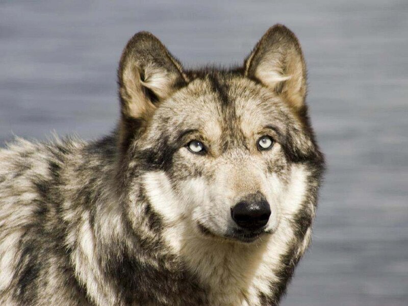 Gray Wolf in Profile — Alert, Photograph, Ears