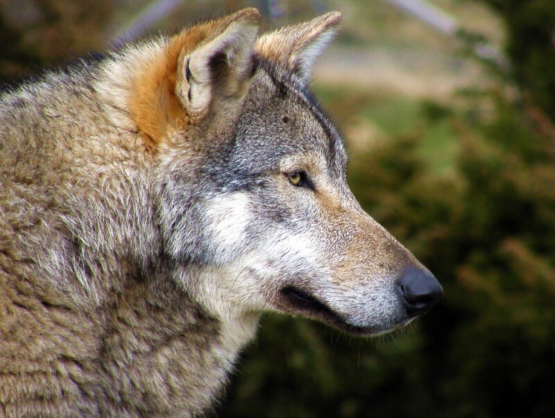 Gray Wolf in Profile — Alert, Photograph, Forest, Greenery