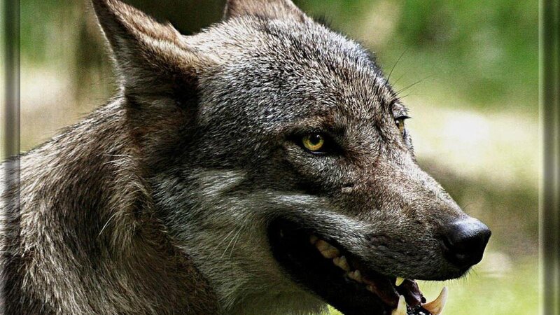 Gray Wolf in Profile — Alert, Photograph, Forest