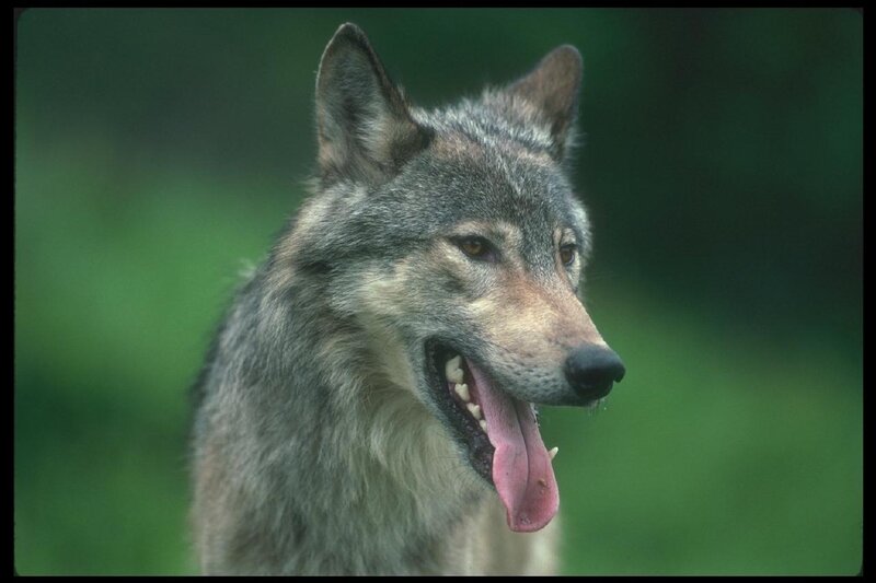 Gray Wolf in Profile — Alert, Photograph, Green Background