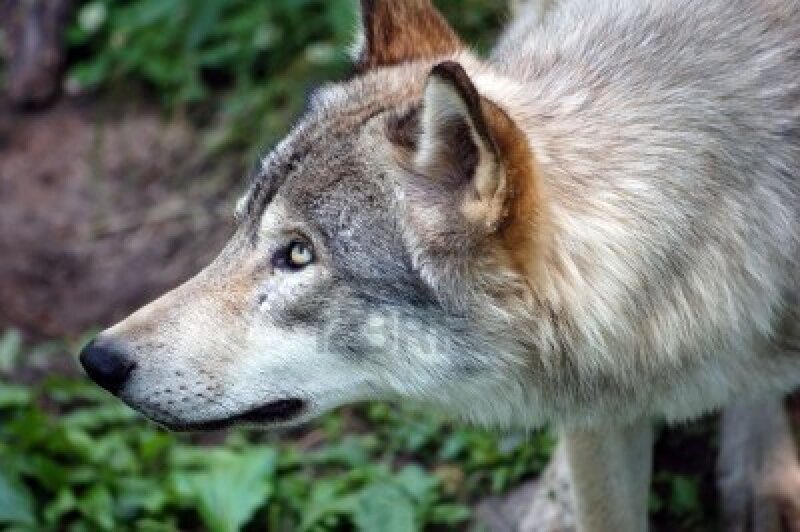 Gray Wolf in Profile — Alert, Photograph, Green Foliage