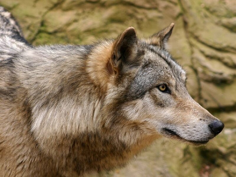 Gray Wolf in Profile — Alert, Photograph, Rock