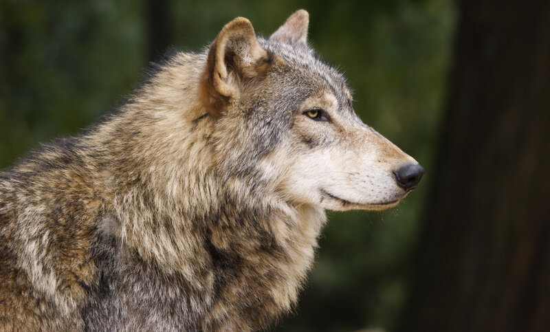 Gray Wolf in Profile — Alert, Photograph