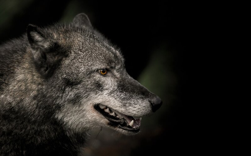 Gray Wolf in Profile — Black