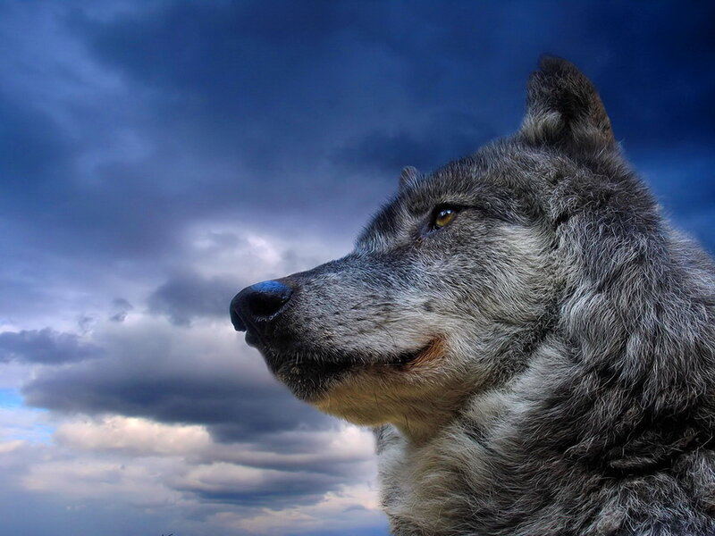 Gray Wolf in Profile — Blue