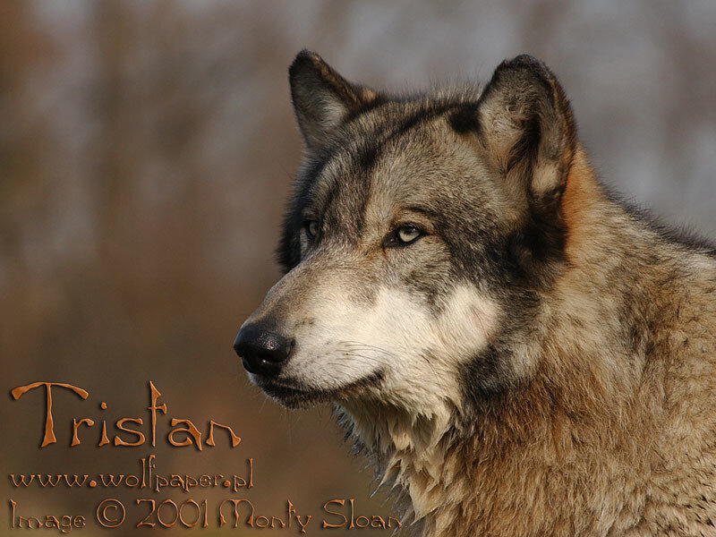 Gray Wolf in Profile — Brown