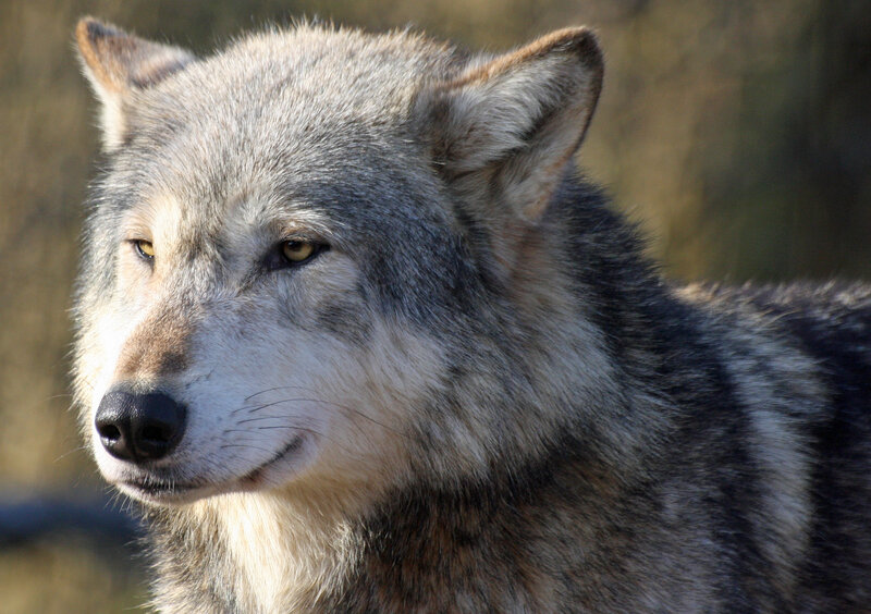 Gray Wolf in Profile — Calm, Afternoon, Photograph