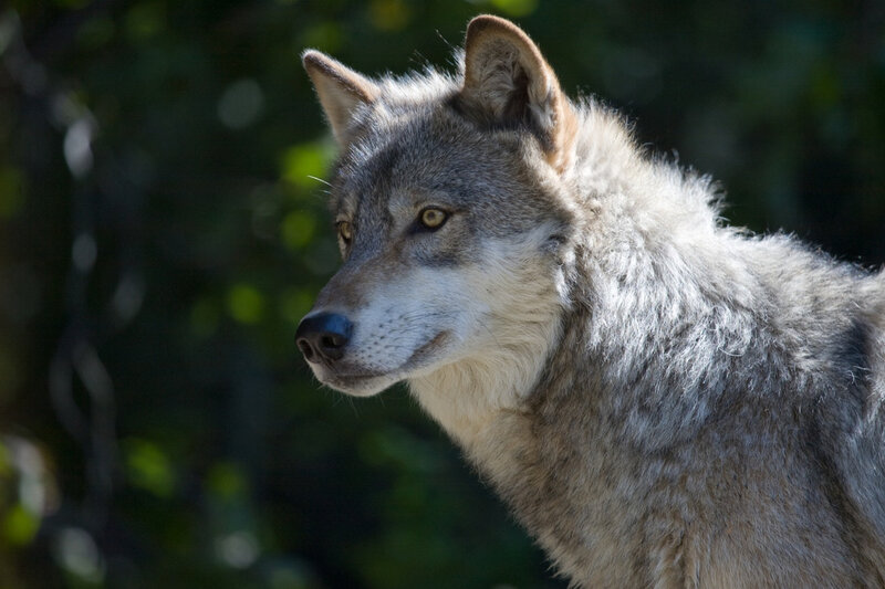 Gray Wolf in Profile — Calm, Afternoon