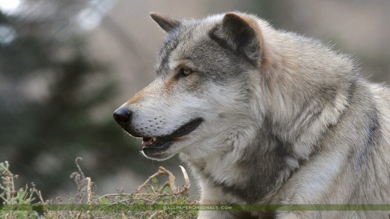 Gray Wolf in Profile — Calm
