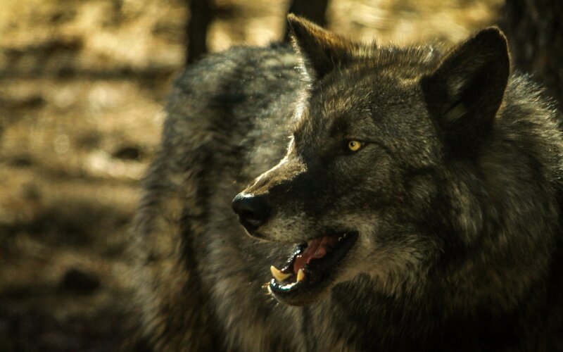Gray Wolf in Profile — Dramatic, Afternoon