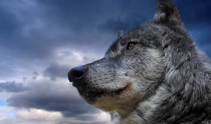Gray Wolf in Profile — Dramatic, Blue