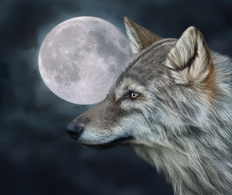 Gray Wolf in Profile — Dramatic, Night