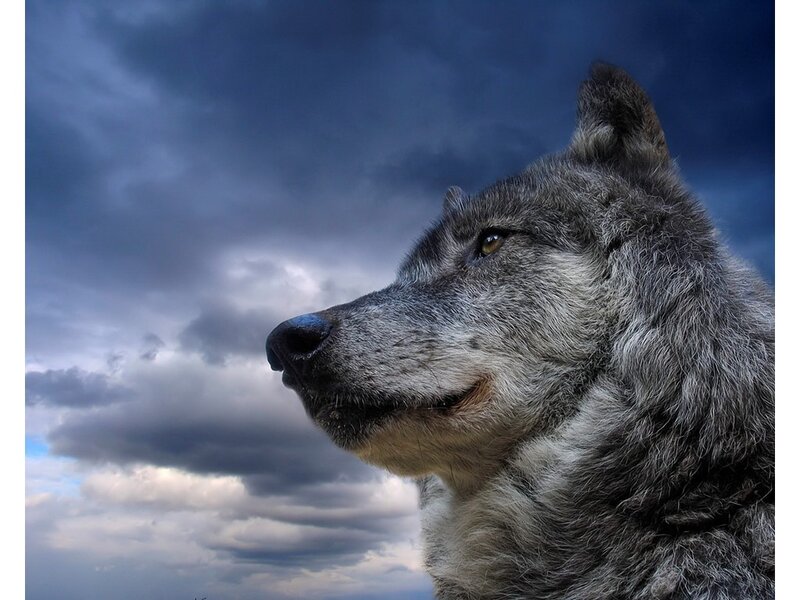 Gray Wolf in Profile — Dramatic, Photograph