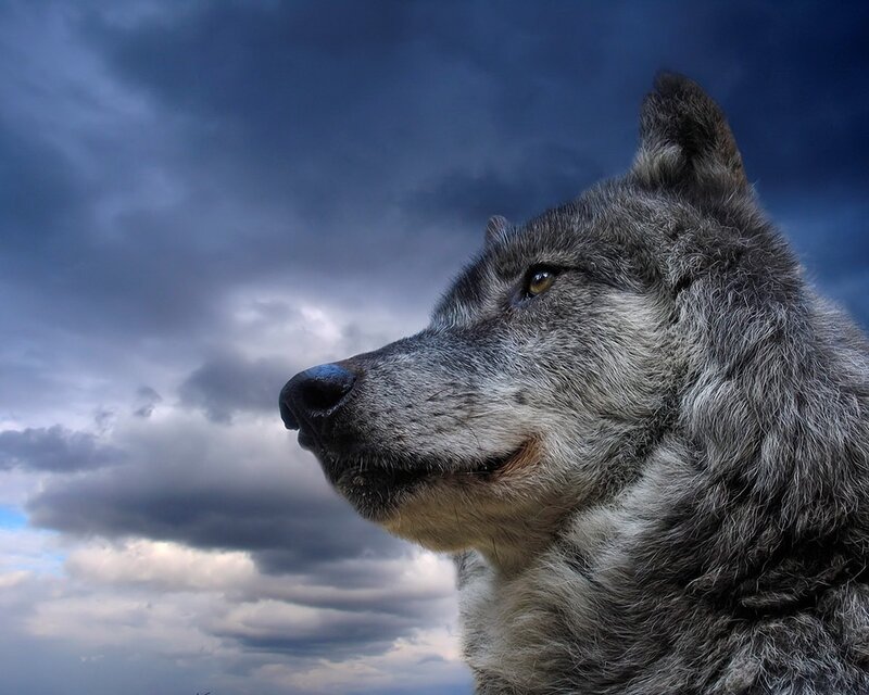 Gray Wolf in Profile — Dramatic, Sky