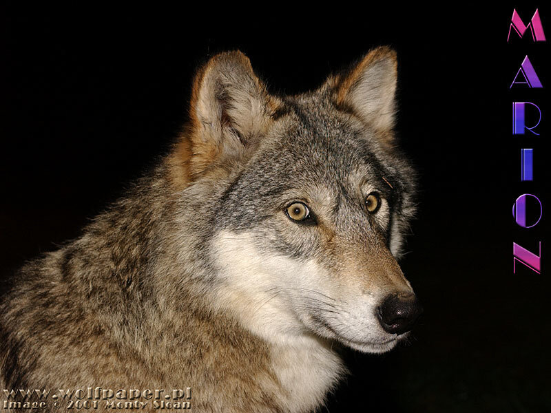 Gray Wolf in Profile — Dramatic