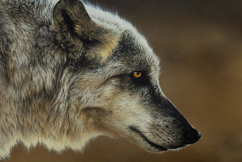Gray Wolf in Profile — Intense