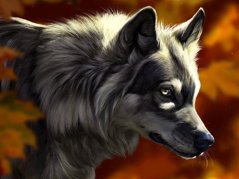 Gray Wolf in Profile — Orange
