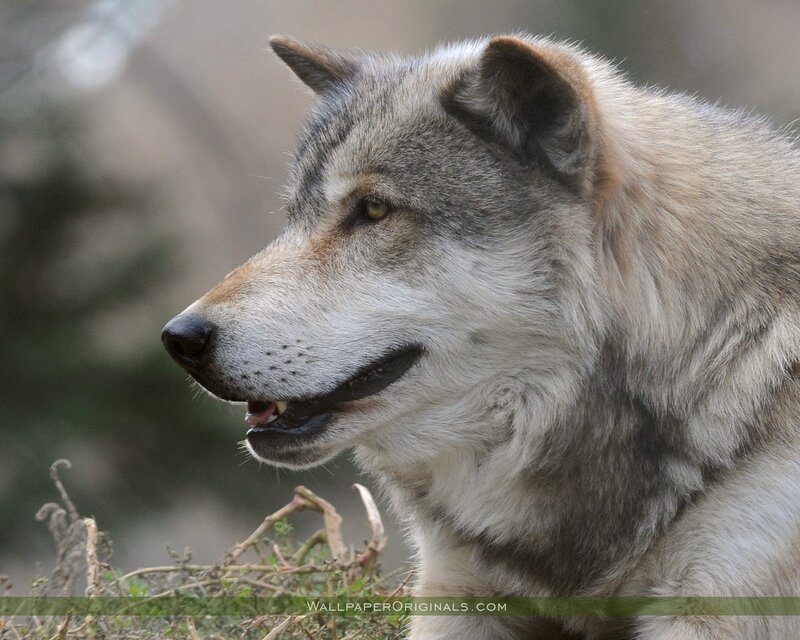 Gray Wolf in Profile