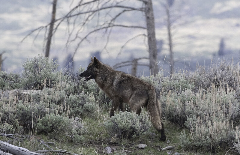 Gray Wolf in Shrubs