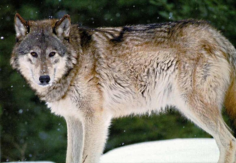 Gray Wolf in Snow — Alert