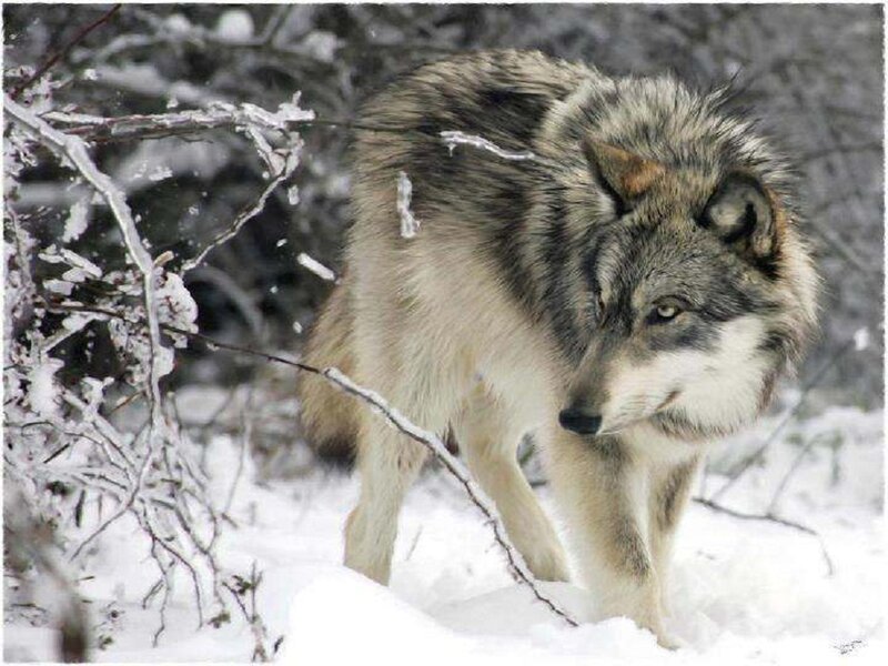 Gray Wolf in Snow — Alert, Winter, Photograph, Branches