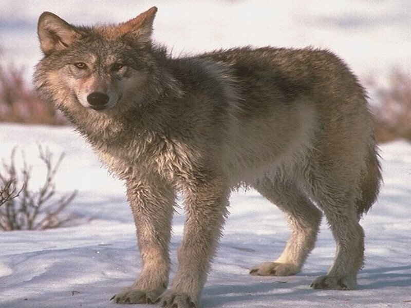 Gray Wolf in Snow — Alert, Winter, Photograph, Bushes