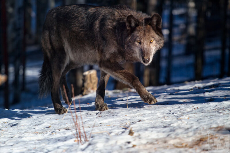 Gray Wolf in Snow — Alert, Winter, Photograph, Forest, Sunlight