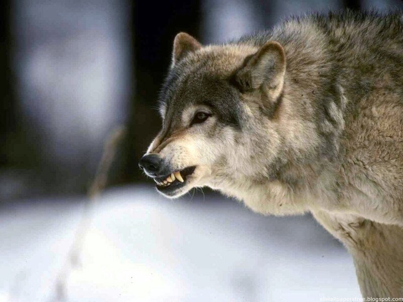 Gray Wolf in Snow — Alert, Winter, Photograph, Forest