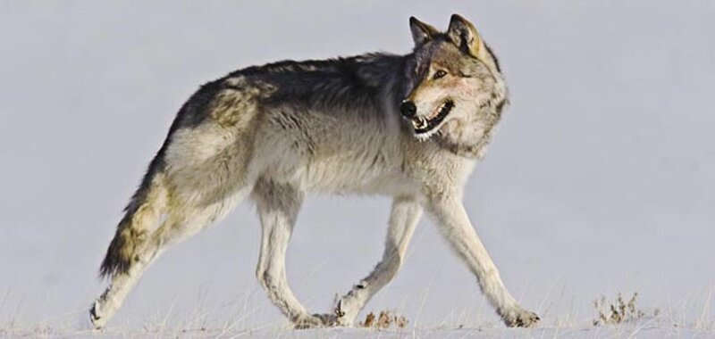 Gray Wolf in Snow — Alert, Winter, Photograph, Grass