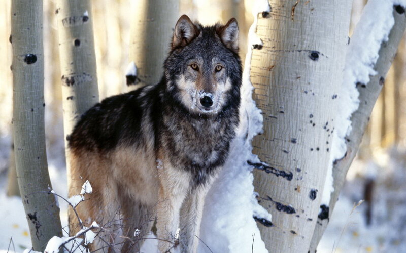 Gray Wolf in Snow — Alert, Winter, Photograph