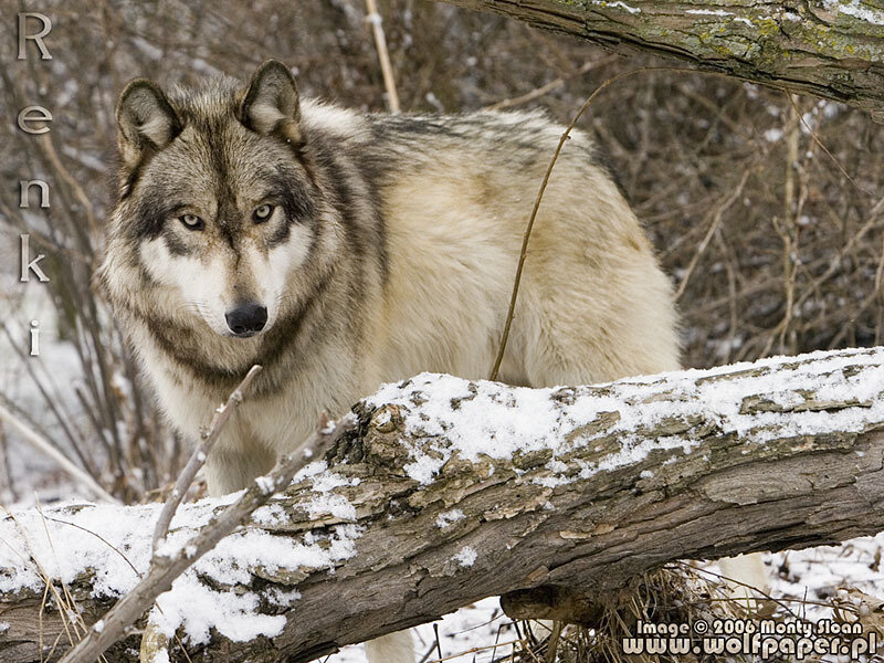 Gray Wolf in Snow — Alert, Winter, Photograph, Tree