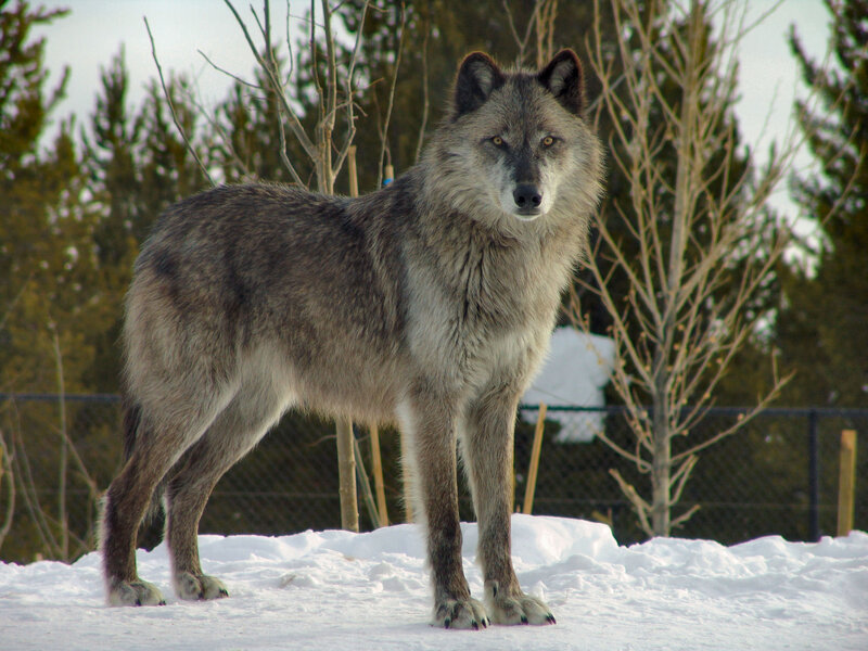 Gray Wolf in Snow — Alert, Winter, Photograph, Trees, Fence