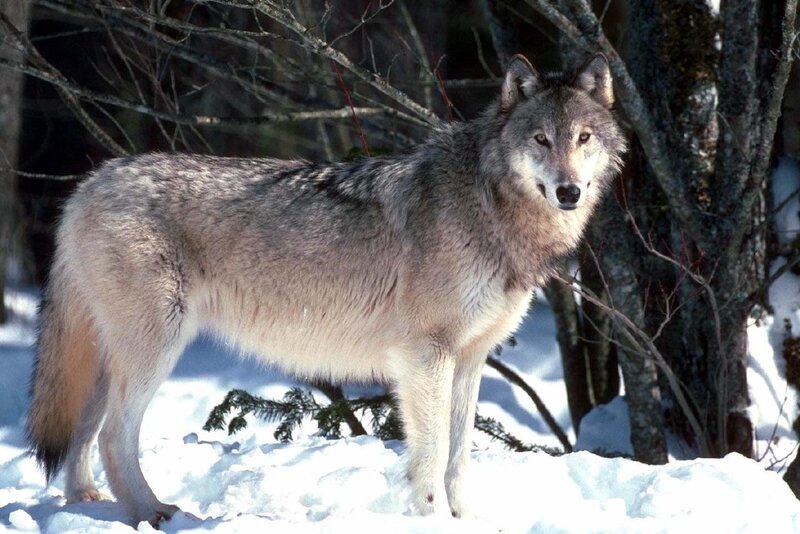 Gray Wolf in Snow — Alert, Winter, Photograph, Trees, Forest