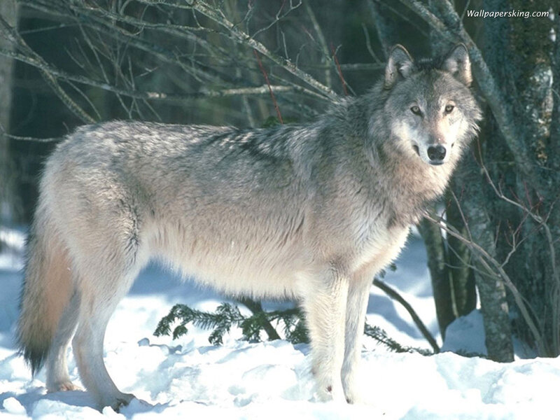 Gray Wolf in Snow — Alert, Winter, Photograph, Trees
