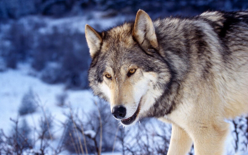 Gray Wolf in Snow — Alert, Winter