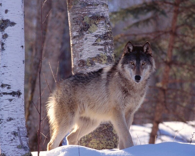 Gray Wolf in Snow — Birch Trees