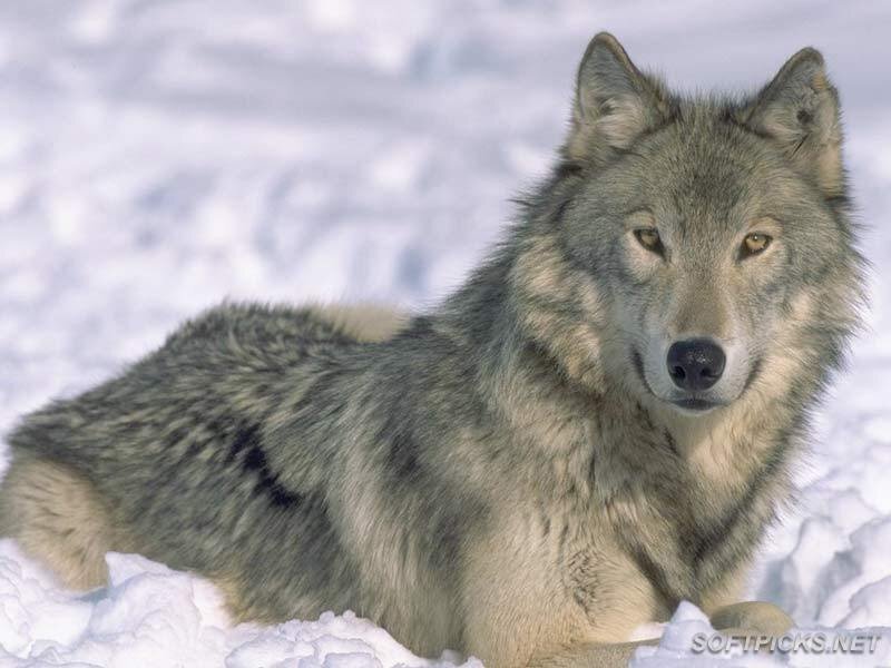 Gray Wolf in Snow — Calm, Photograph