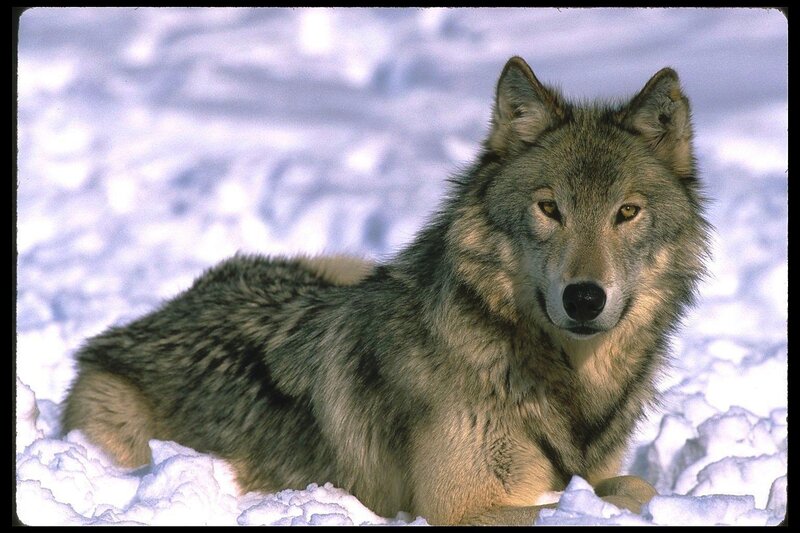 Gray Wolf in Snow — Calm
